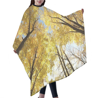 Personality  Autumn Beech Trees Hair Cutting Cape