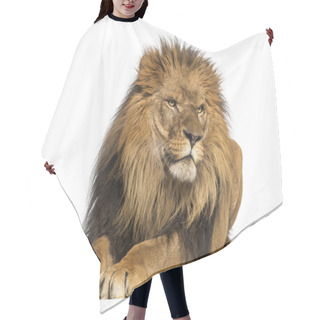Personality  Lion Lying Down, Looking Away, Panthera Leo, 10 Years Old, Isola Hair Cutting Cape