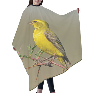 Personality  Yellow Canary Hair Cutting Cape