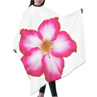 Personality  Desert Rose Flower On White Background Hair Cutting Cape