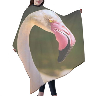 Personality  Close Up Pink Flamingo Head On The Blur Background. Portrait Popular Bird In The World. Animal From Wild Nature. Hair Cutting Cape