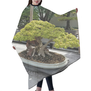 Personality  Bonsai Miniature Evergreen Tree Hair Cutting Cape