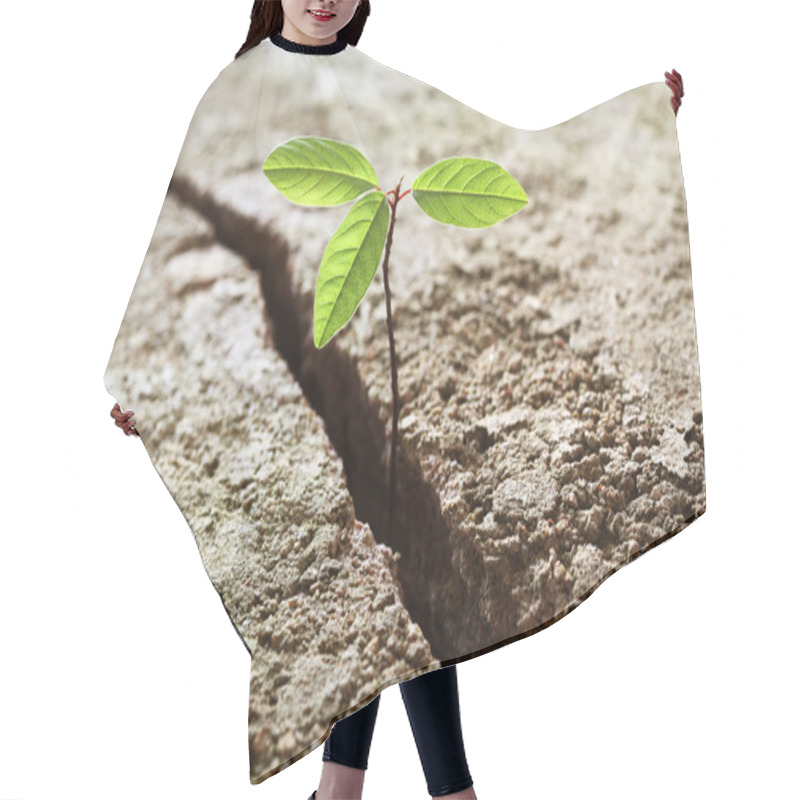 Personality  Sprout Growing Out Of Concrete Hair Cutting Cape