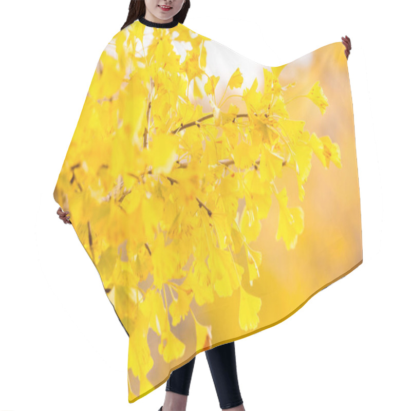 Personality  Ginkgo trees in Autumn hair cutting cape