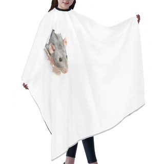 Personality  Cute Funny Rat Looking Out Of Hole In White Paper. Pet - Hand Grey Ram Dambo. Hair Cutting Cape