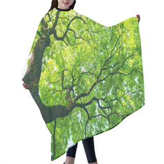 Personality  Mighty Tree With Green Leaves Hair Cutting Cape