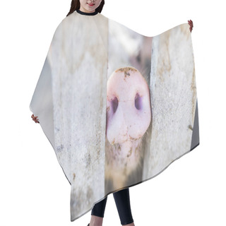 Personality  Pig Nose In Wooden Fence. Young Curious Pig Smells Photo Camera. Funny Village Scene With Pig. Agriculture Banner. Brown Wood Fence Of Corral. Pink Skin Of Small Piglet. Cute Farm Animal Closeup Hair Cutting Cape