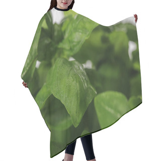 Personality  Close Up View Of Green Fresh Basil Leaves Hair Cutting Cape
