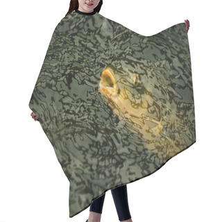 Personality  A Large Fish Hair Cutting Cape