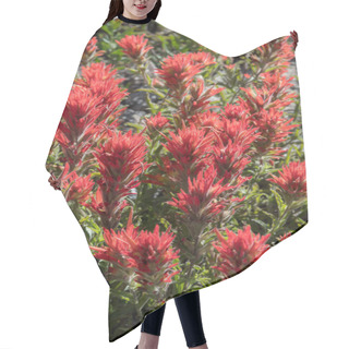 Personality  Large Group Of Indian Paintbrush Flowers Hair Cutting Cape