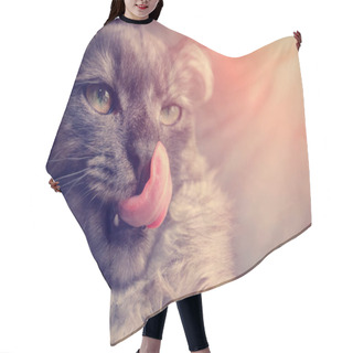 Personality  Gray Cat Licking The Nose, Portrait Close-up Hair Cutting Cape