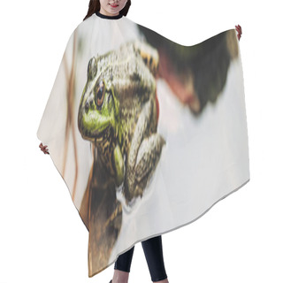 Personality  Panoramic Shot Of Green Frog In River Outside  Hair Cutting Cape