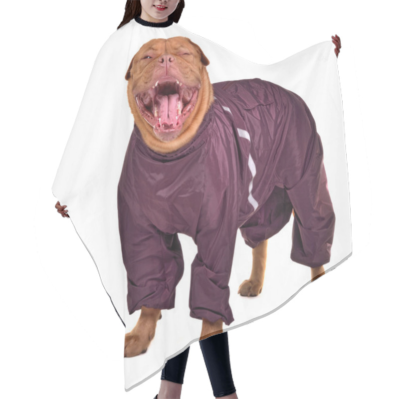 Personality  Cute Yawning Dog Dressed With Raincoat, Isolated Hair Cutting Cape