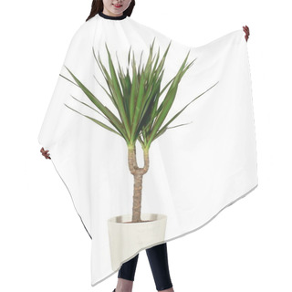 Personality  Dracaena In A Pot The Isolated Hair Cutting Cape