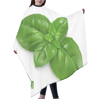 Personality  Ocimum, Cooking Basil. 3d Realistic Food Illustration. Vector Object Hair Cutting Cape