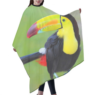 Personality  Colored Toucan. Keel Billed Toucan, From Central America. Hair Cutting Cape