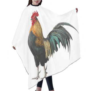 Personality  Thailand Male Chicken Rooster Isolated Hair Cutting Cape