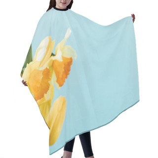 Personality  Close Up View Of Beautiful Tulips And Daffodils Isolated On Blue Hair Cutting Cape