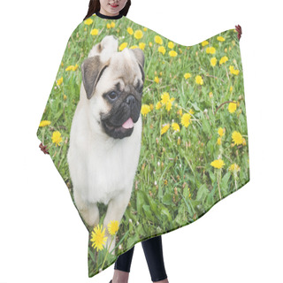 Personality  Puppy Of The Pug Hair Cutting Cape