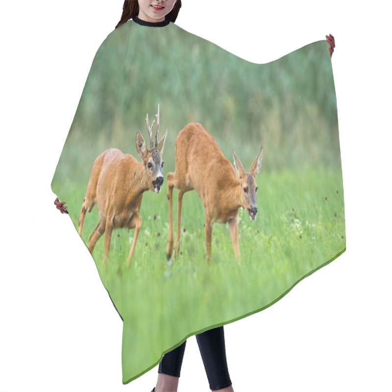 Personality  Pair Of Roe Deer Running On Meadow In Rutting Season. Hair Cutting Cape