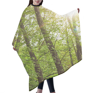Personality  Bright Light And Green Leaves In Forest Hair Cutting Cape