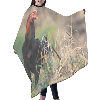 Personality  Image Of Rooster In Green Field. Farm Animals. Hair Cutting Cape