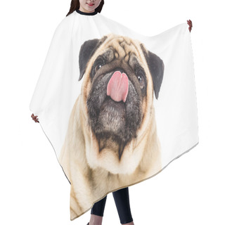Personality  Pug Dog Licking Nose Hair Cutting Cape