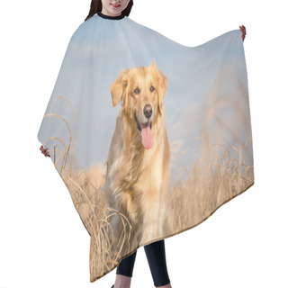 Personality  Golden Retriever Dog Running Outdoor Hair Cutting Cape