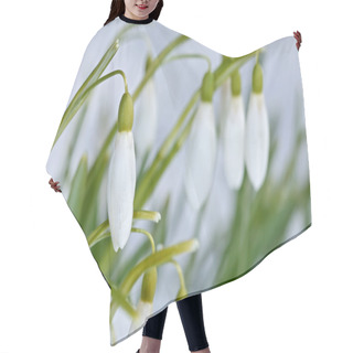 Personality  Snowdrop Flowers (Galanthus Nivalis) With Selected Focus Hair Cutting Cape