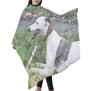 Personality  Portrait Of White Whippet With Stick Outdoor In The Park Hair Cutting Cape