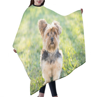 Personality  Yorkshire Terrier On Grass Hair Cutting Cape