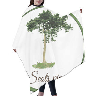 Personality  Scots Pine Tree As Vector Drawn Conifer Evergreen Hair Cutting Cape