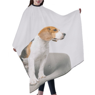 Personality   Beagle Dog Standing In Armchair On Grey Background  Hair Cutting Cape