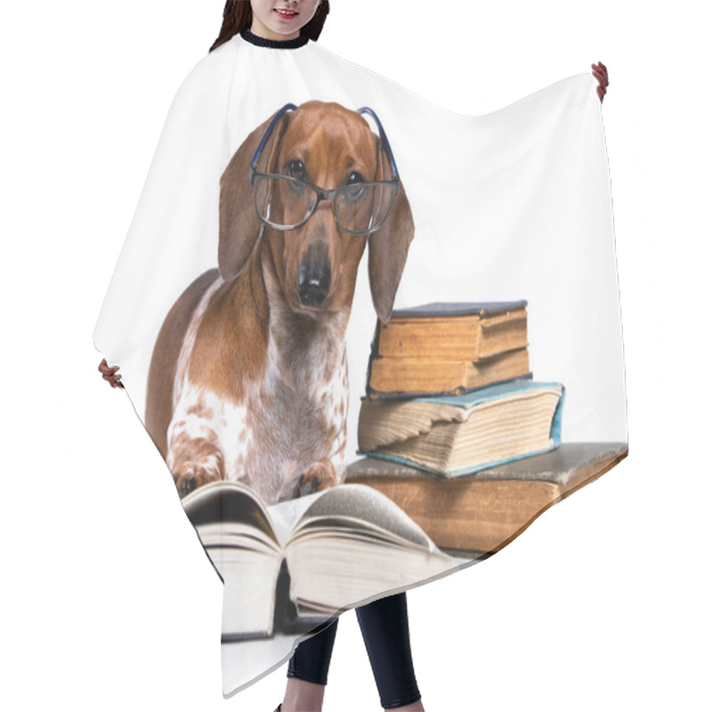 Personality  dachshund with glasses reading a book, inquisitive puppy, canine science hair cutting cape
