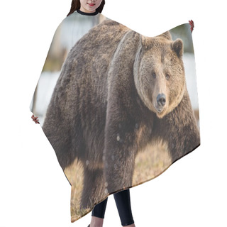 Personality  Adult Male Brown Bear Hair Cutting Cape