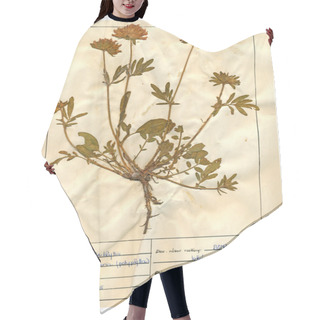 Personality  Scanned Herbarium Sheets - Herbs And Flowers Hair Cutting Cape