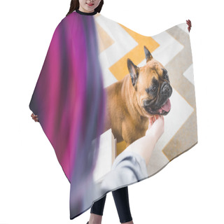 Personality  Selective Focus Of Girl With Colorful Hair Petting French Bulldog Hair Cutting Cape