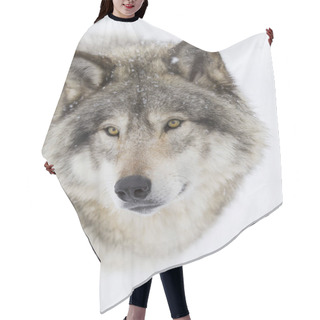 Personality  A Lone Timber Wolf Or Grey Wolf (Canis Lupus) Isolated On White Background Walking In The Winter Snow In Canada Hair Cutting Cape