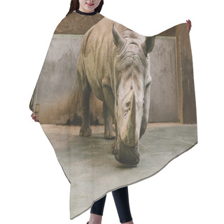 Personality  Front View Of Endangered White Rhino At Zoo  Hair Cutting Cape
