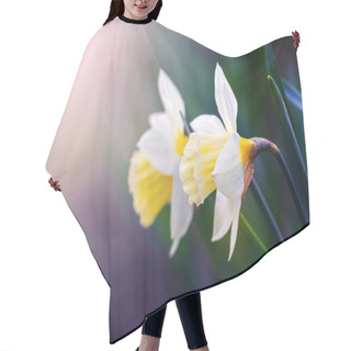 Personality  White Daffodils In The Garden On A Dark Background In A Sunbeam Hair Cutting Cape