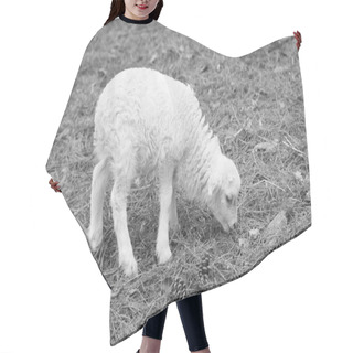 Personality  Easter Lamb Stands On A Green Meadow In Black And White. White Wool On A Farm Animal On A Farm. Animal Photo Hair Cutting Cape
