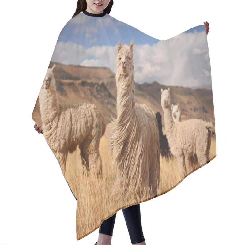 Personality  Alpacas in Andes Mountains, Peru hair cutting cape