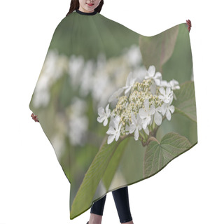 Personality  Viburnum In Spring Hair Cutting Cape