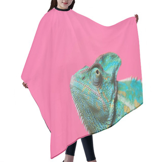 Personality  Close-up View Of Cute Colorful Exotic Chameleon Isolated On Pink Hair Cutting Cape