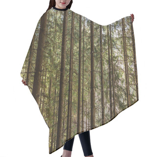 Personality  Tall Pine Trees In Forest  Hair Cutting Cape