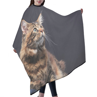 Personality  Brown Tabby Maine Coon On Black Hair Cutting Cape