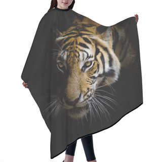 Personality  Close Up Face Tiger Isolated On Black Background Hair Cutting Cape