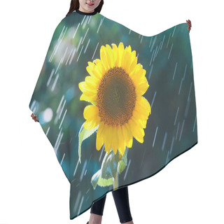 Personality  The Flower Of Sunflower Is Lighted By The Sun Against The Backgr Hair Cutting Cape