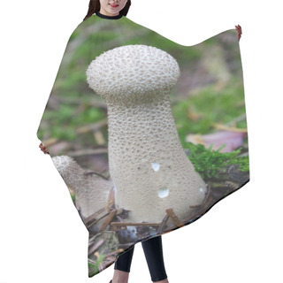 Personality  Lycoperdon Marginatum Mushroom Growing In A Forest Ground. Commonly Known As The Peeling Puffball Hair Cutting Cape