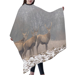 Personality  Herd Of Red Deer Stags In Winter With Antlers Hair Cutting Cape